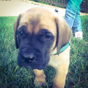 12122942_10205323652870209_5409415993931482519_n1